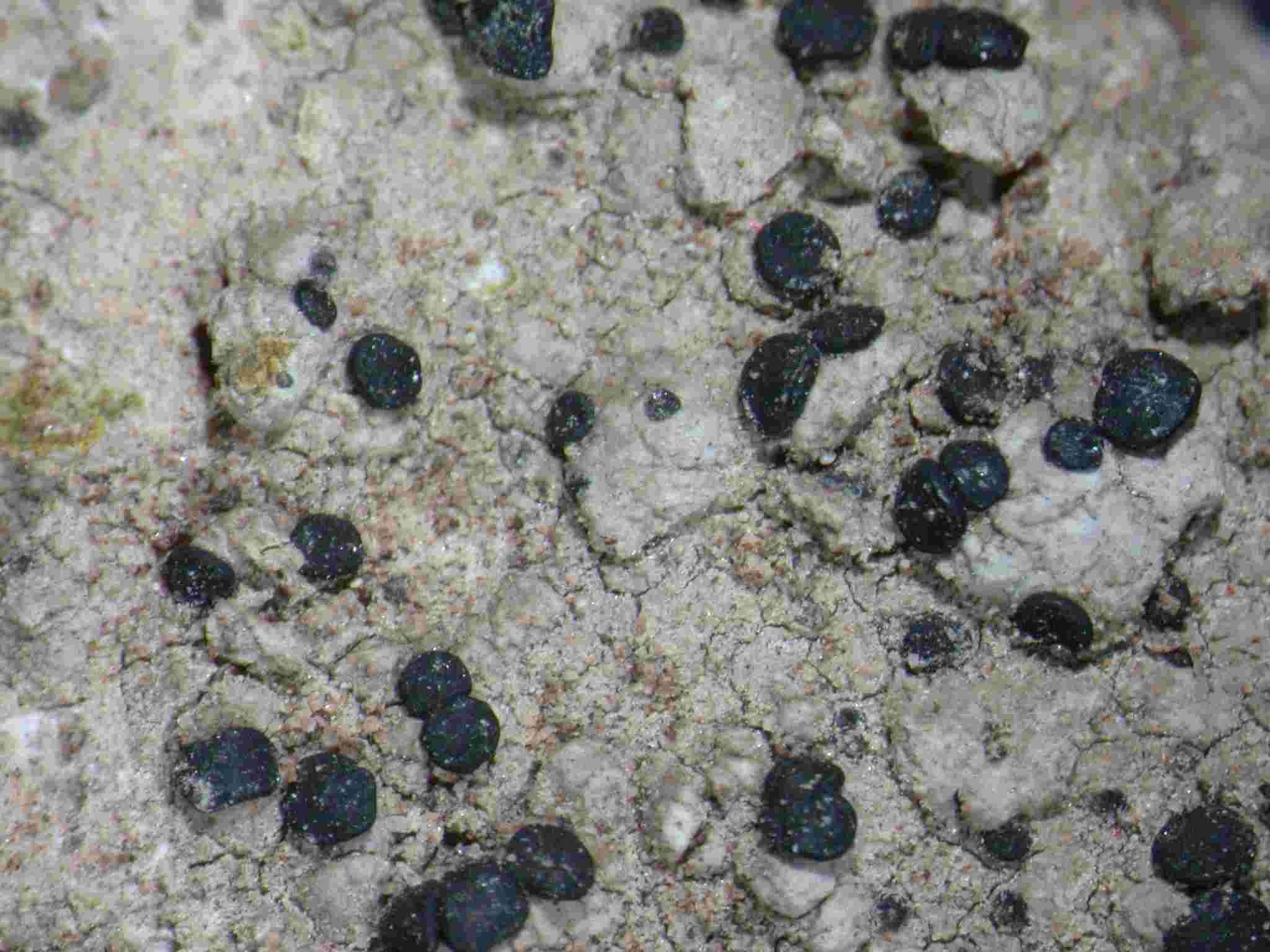 [Bactrospora thyrsodes]